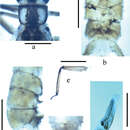 Image of Neoperla nigromarginata Li, Weihai & S. Q. Zhang 2014