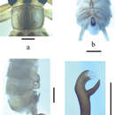 Imagem de Neoperla similiflavescens Li, Weihai & S. Q. Zhang 2014