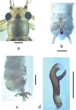 Imagem de Neoperla similiflavescens Li, Weihai & S. Q. Zhang 2014