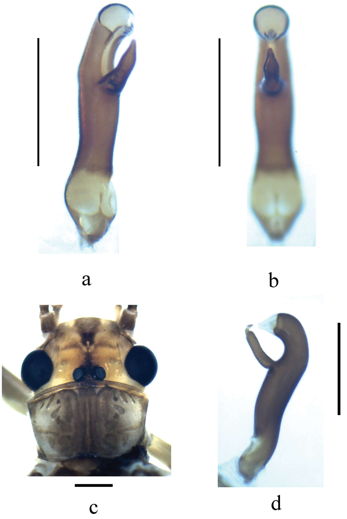 Image of Neoperla similiflavescens Li, Weihai & S. Q. Zhang 2014