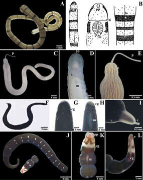 Imagem de Palaeonemertea