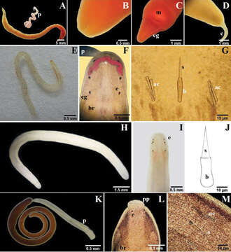 Sivun Amphiporus texanus Coe 1951 kuva