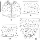 Image of <i>Spinonychiurus sinensis</i> Weiner 1996