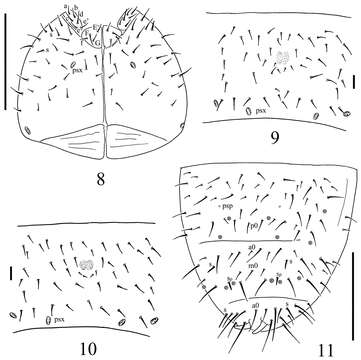 Image of Entognatha