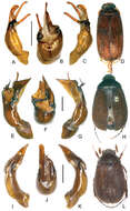 Image de Melolonthidae