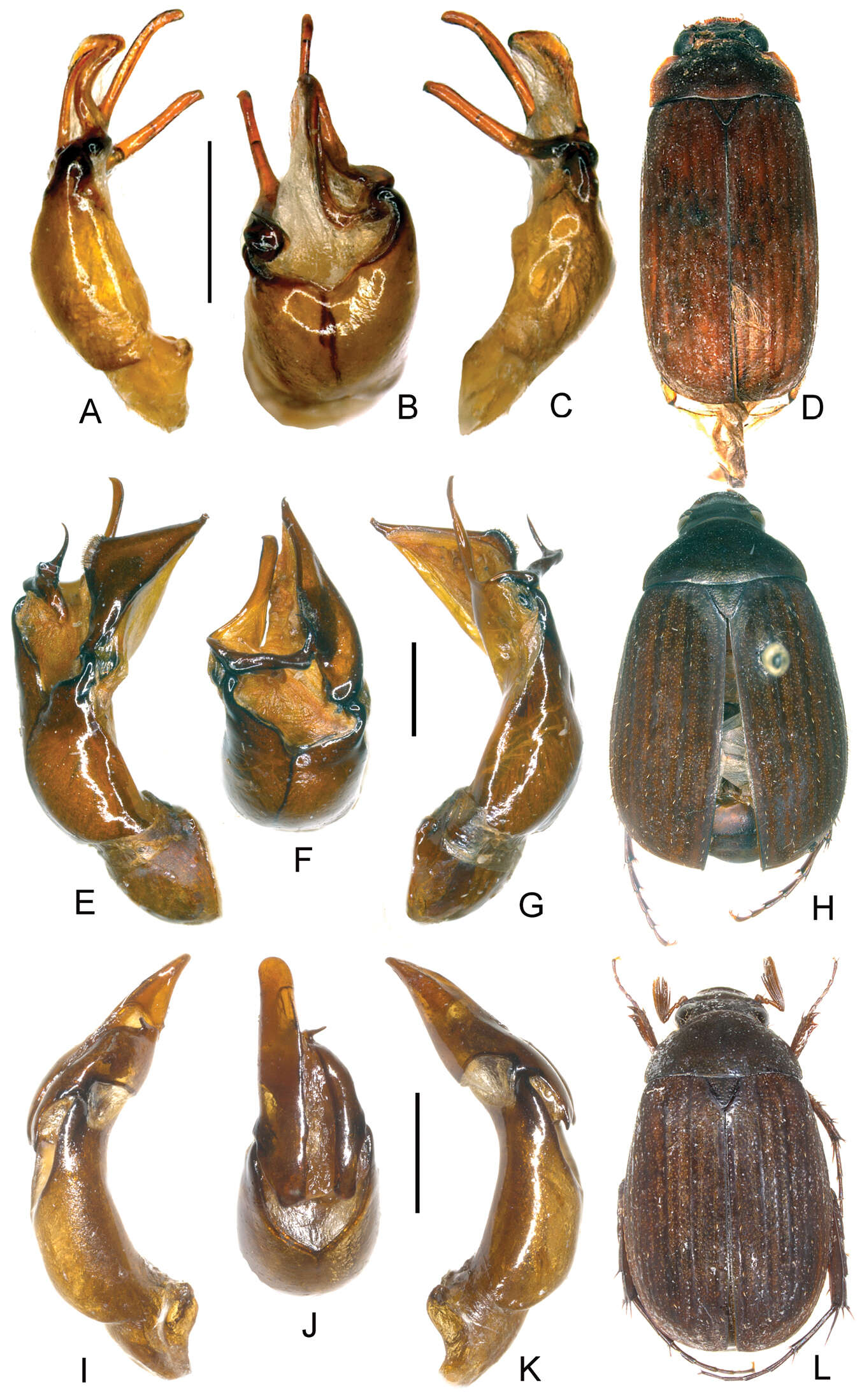 Image of Melolonthidae