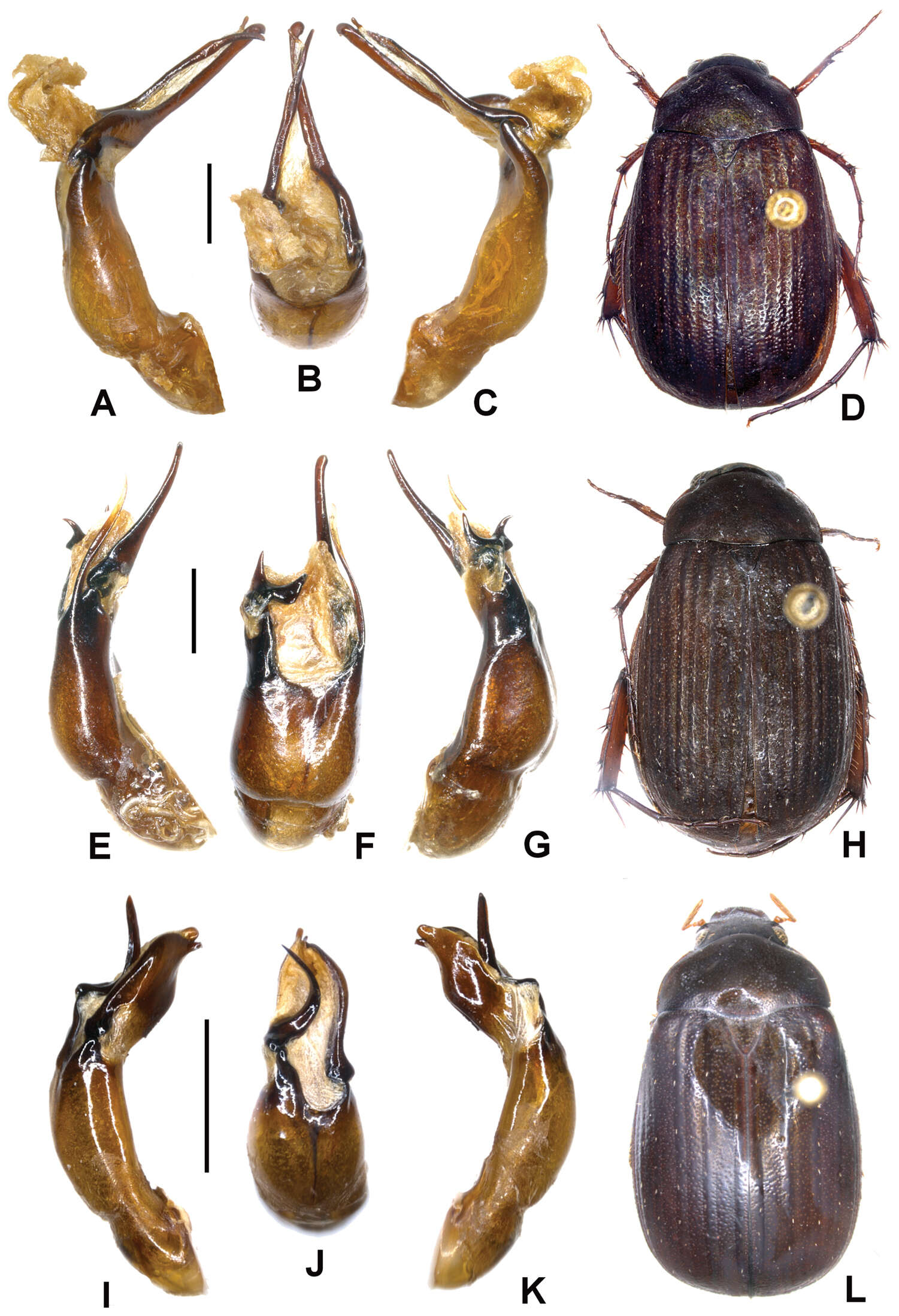 Image of Melolonthidae