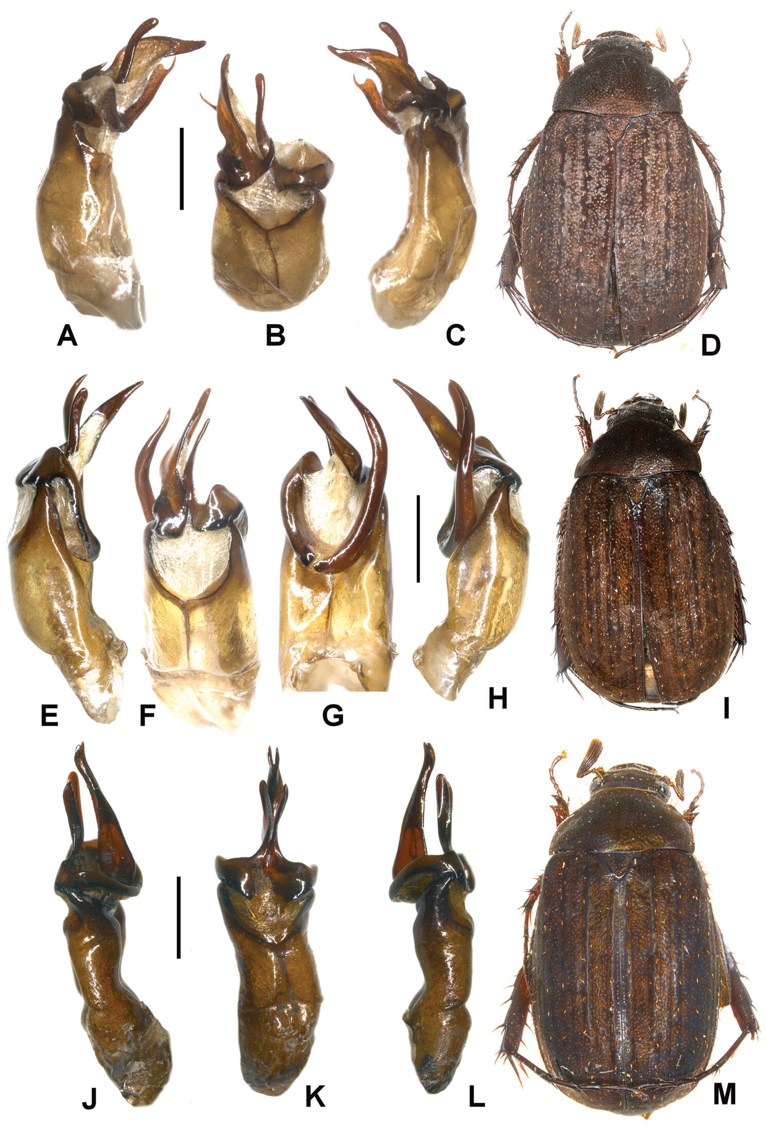 Image of Melolonthidae