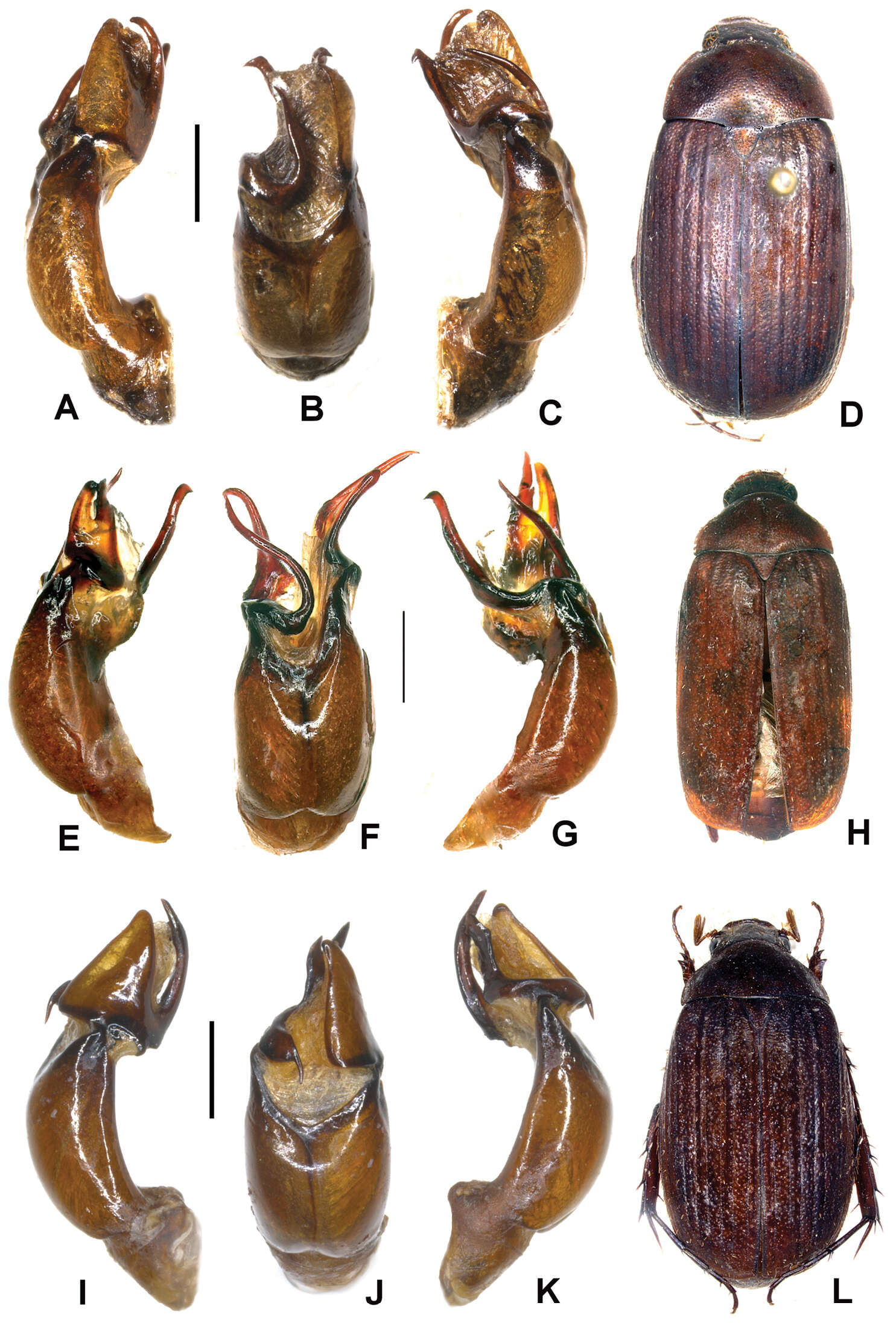 Image of Melolonthidae