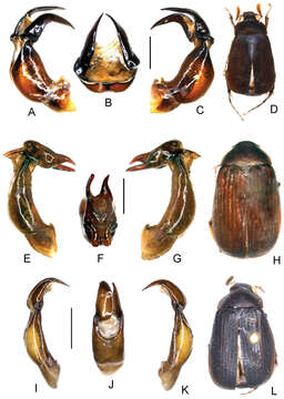 Image of Melolonthidae