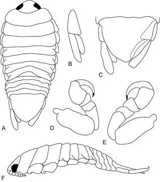 Image of Mothocya bertlucy Hadfield, Sikkel & Smit 2014