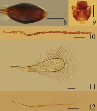 Image de Ptilomymar