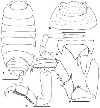 Image of Mongoloniscus Verhoeff 1930