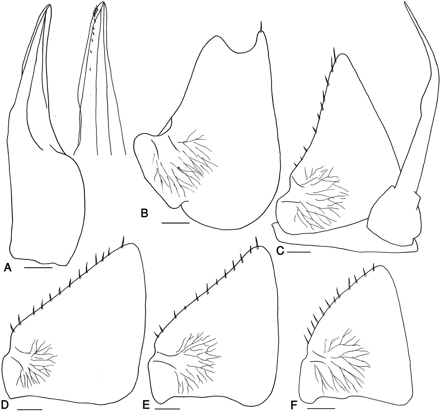 Image of Mongoloniscus Verhoeff 1930