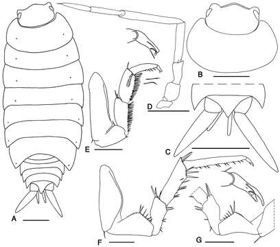 Image of Protracheoniscus darevskii Borutzky 1975