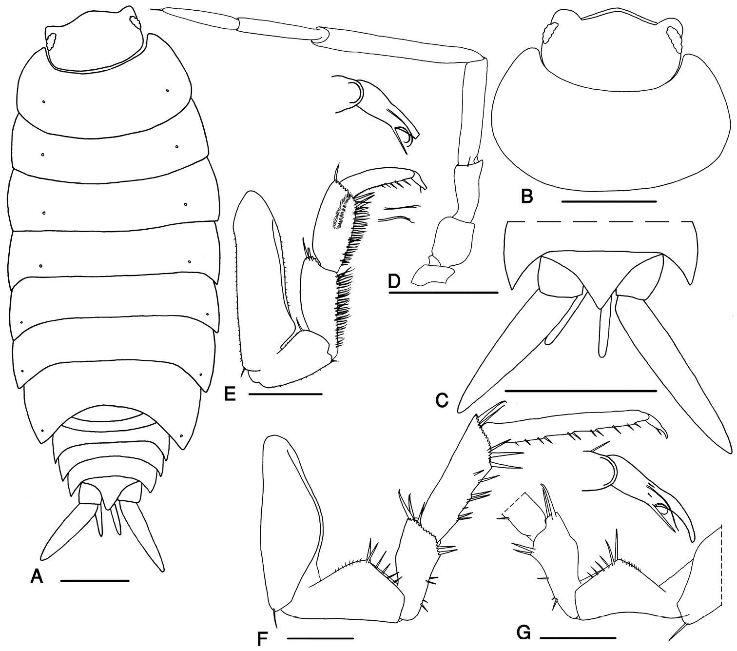 Image of Protracheoniscus darevskii Borutzky 1975