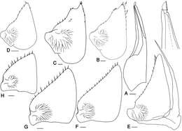 Image of Protracheoniscus darevskii Borutzky 1975