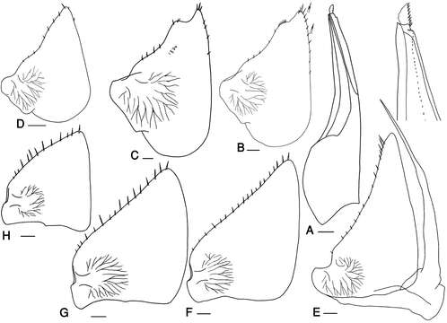 Image of Protracheoniscus darevskii Borutzky 1975