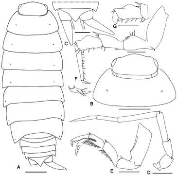 Image of Protracheoniscus ehsani Kashani 2014