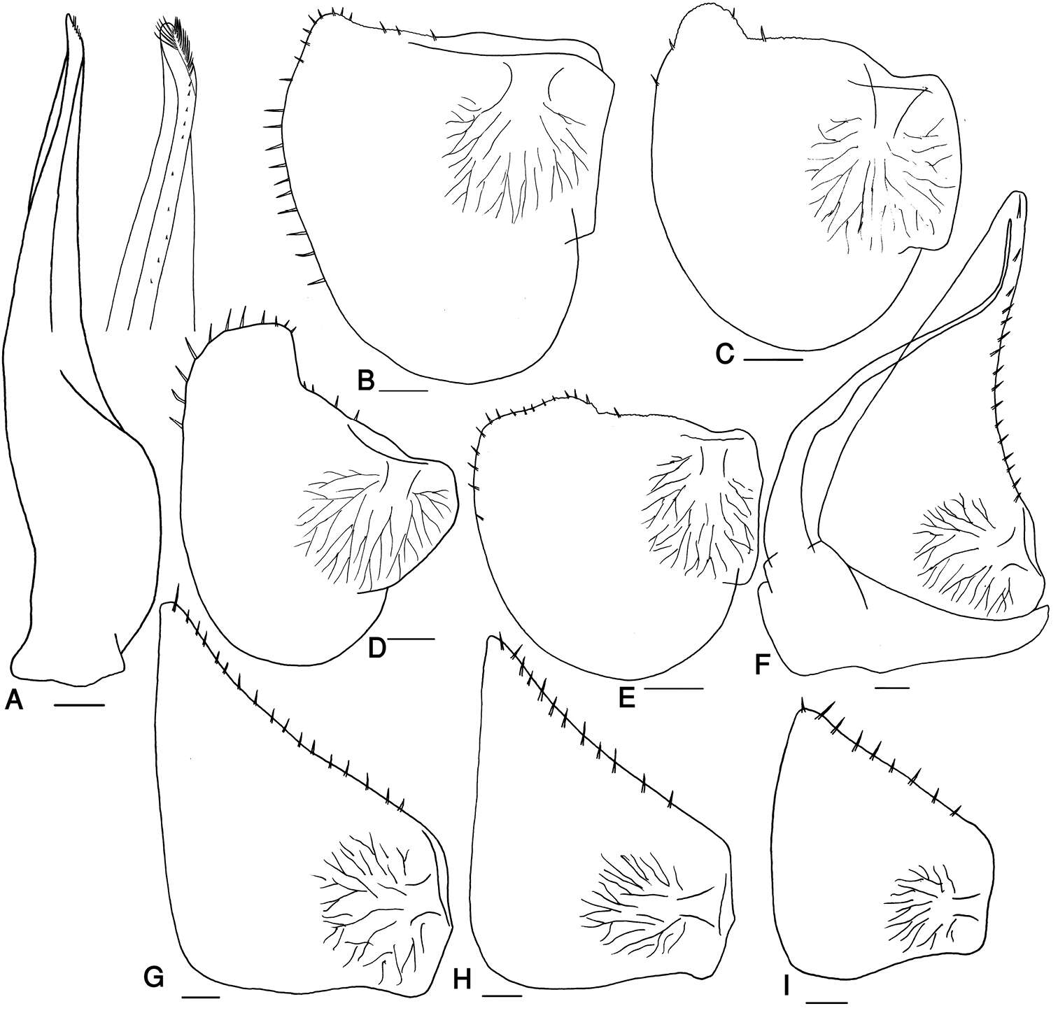 Image of Protracheoniscus ehsani Kashani 2014