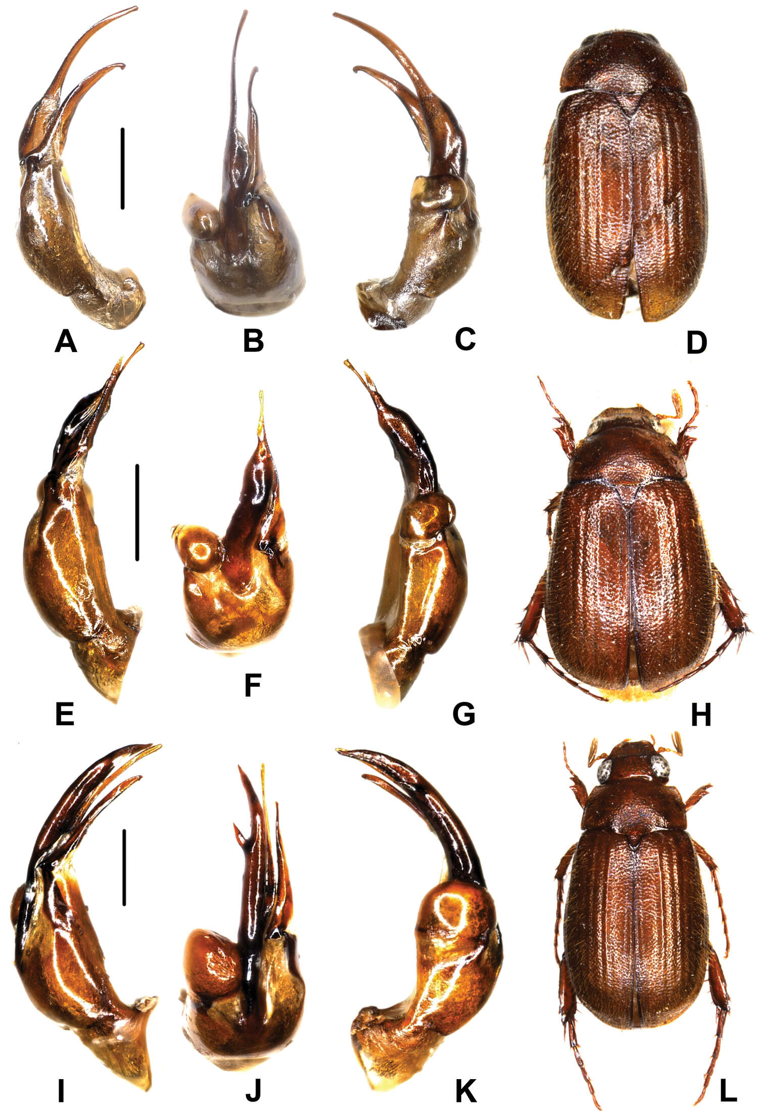 Image of Melolonthidae