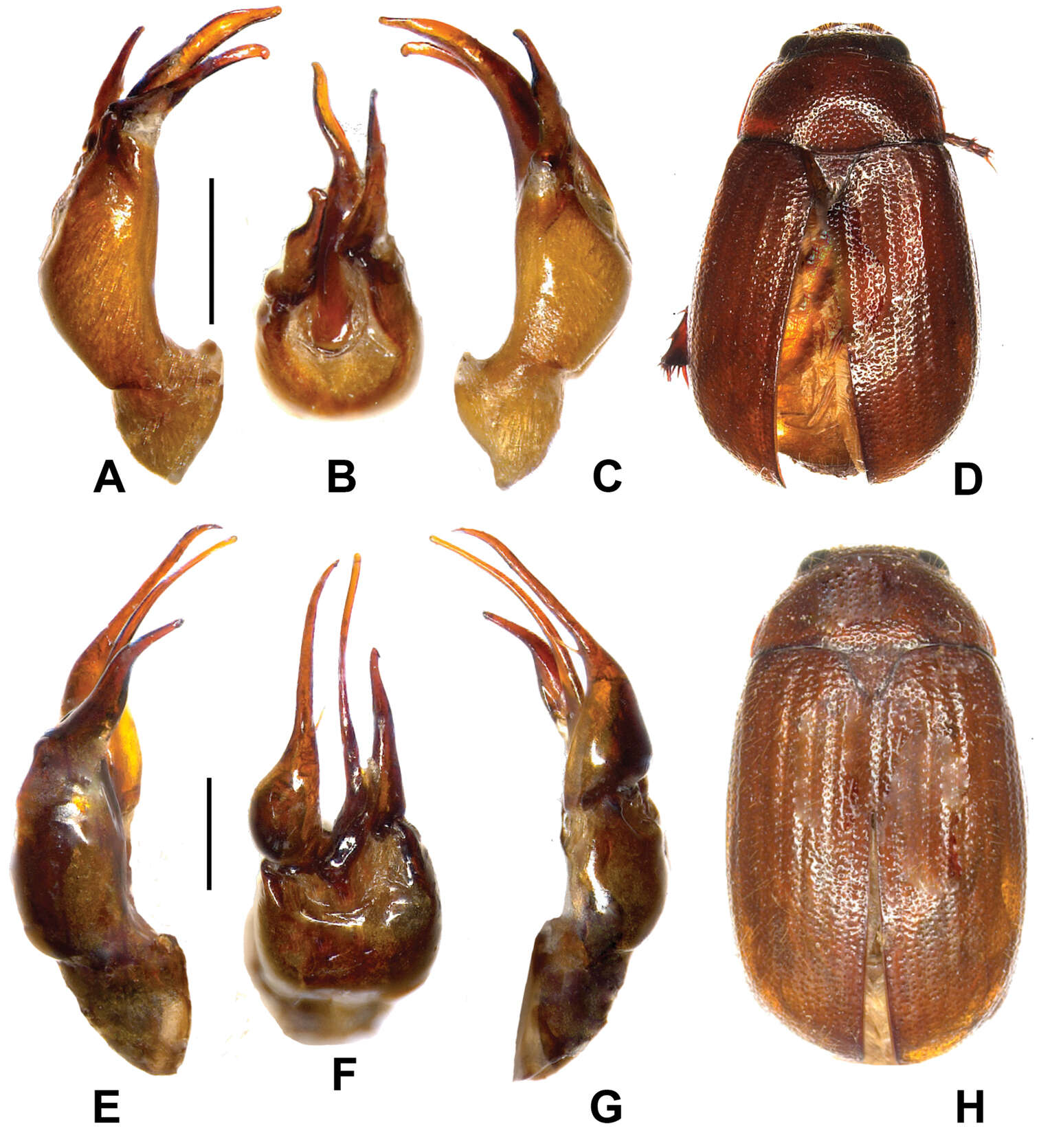 Image of Melolonthidae