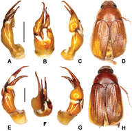 Image of Melolonthidae