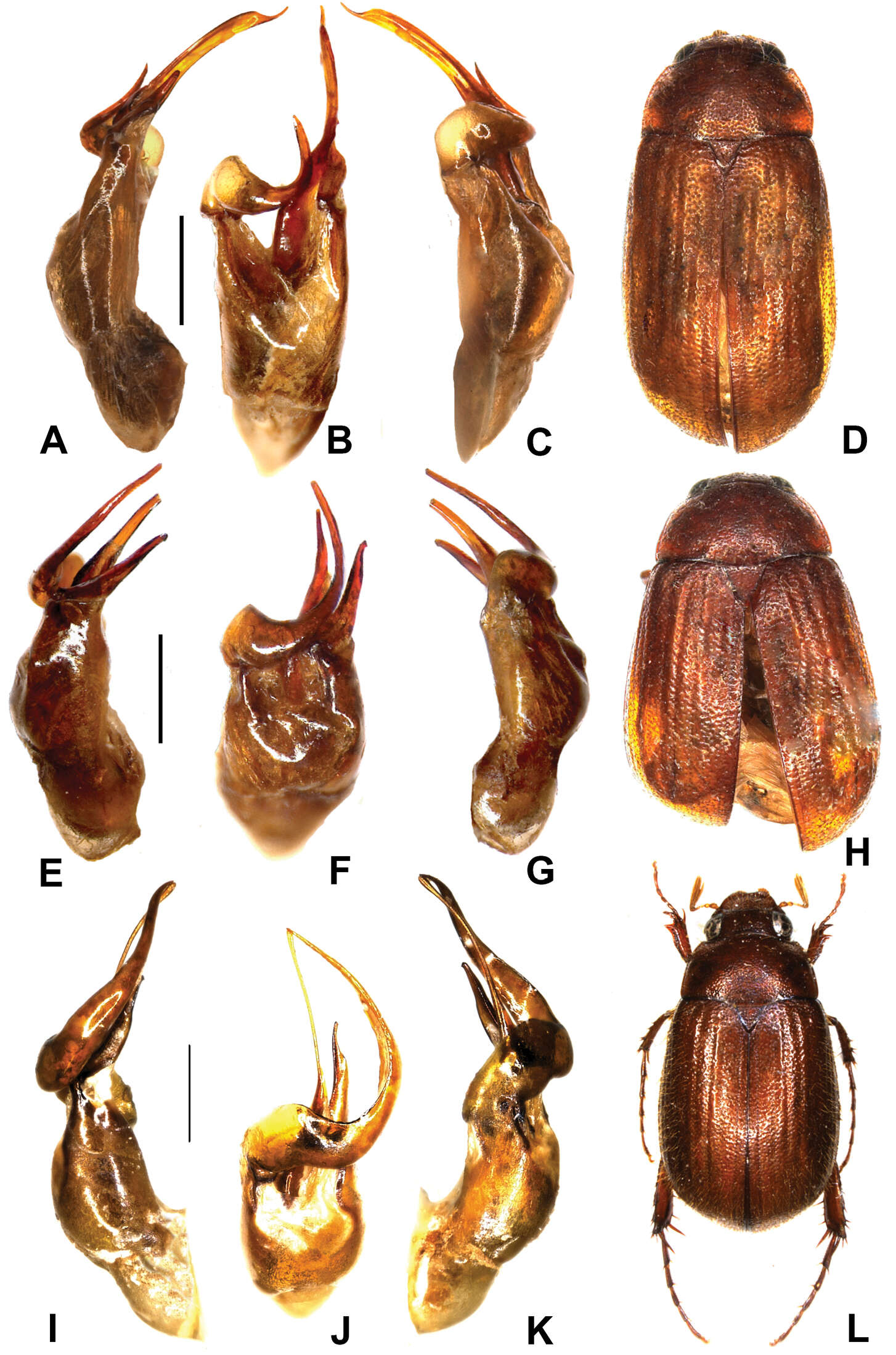 Image of Melolonthidae