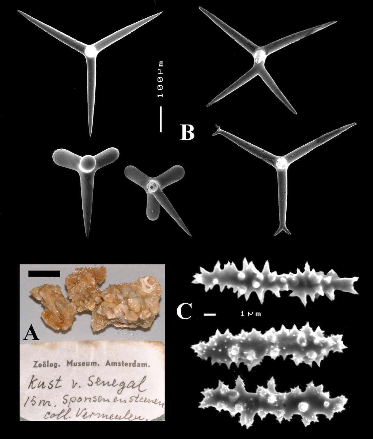 Image of Ancorinidae Schmidt 1870