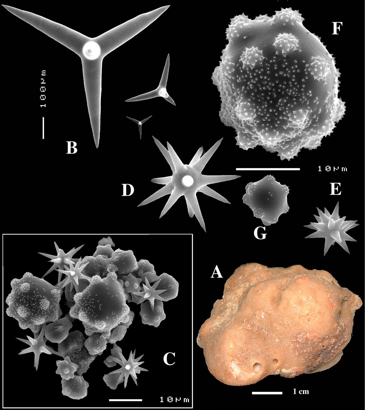 Image of Calthropellidae Lendenfeld 1907