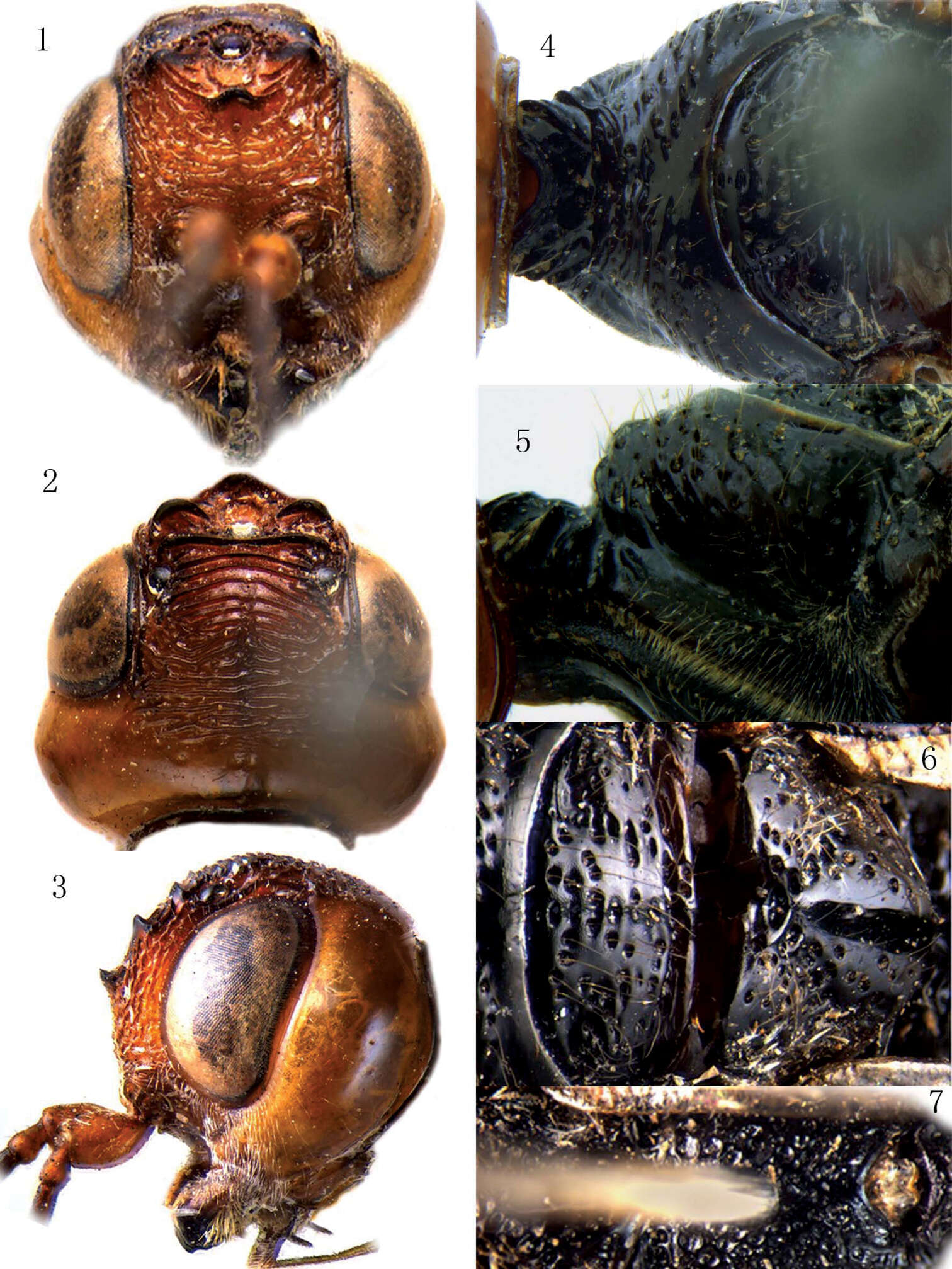 Image of stephanid wasps