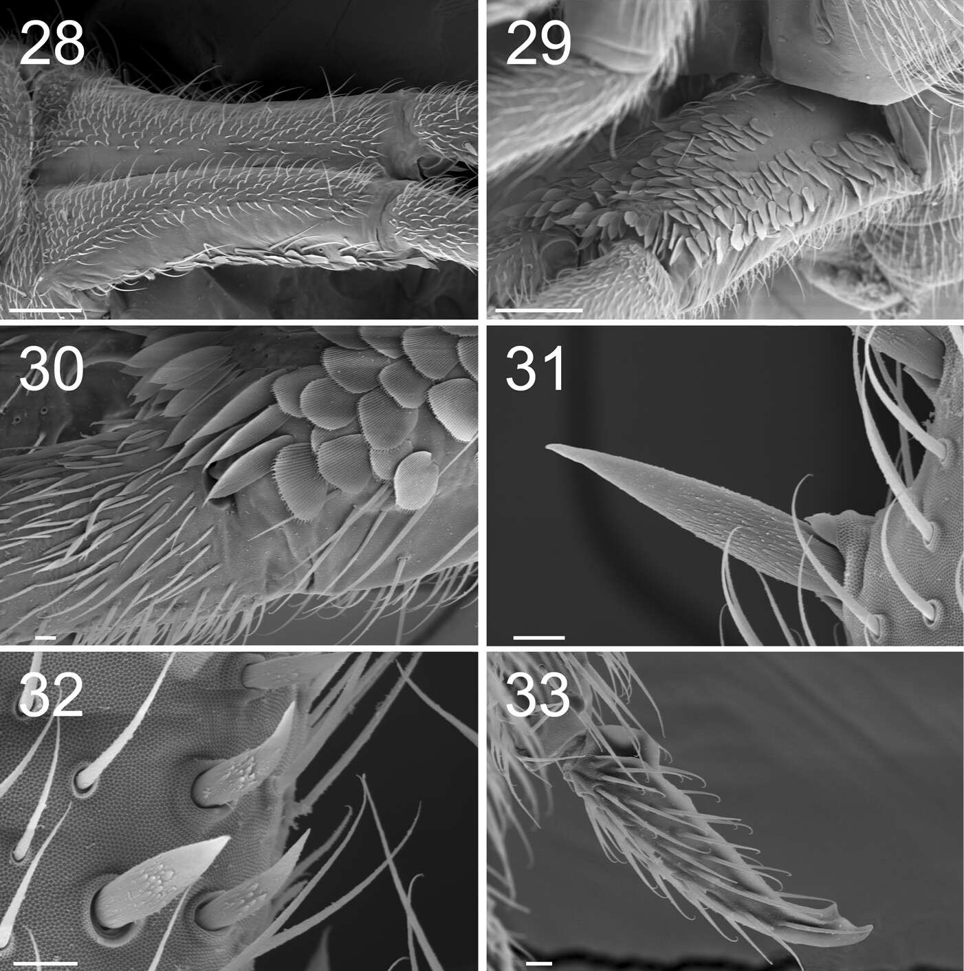 Image de Tomoceroidea