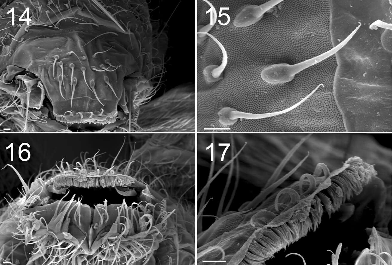 Image of Tomoceroidea