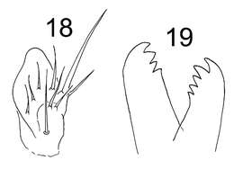 Image of Tomoceroidea