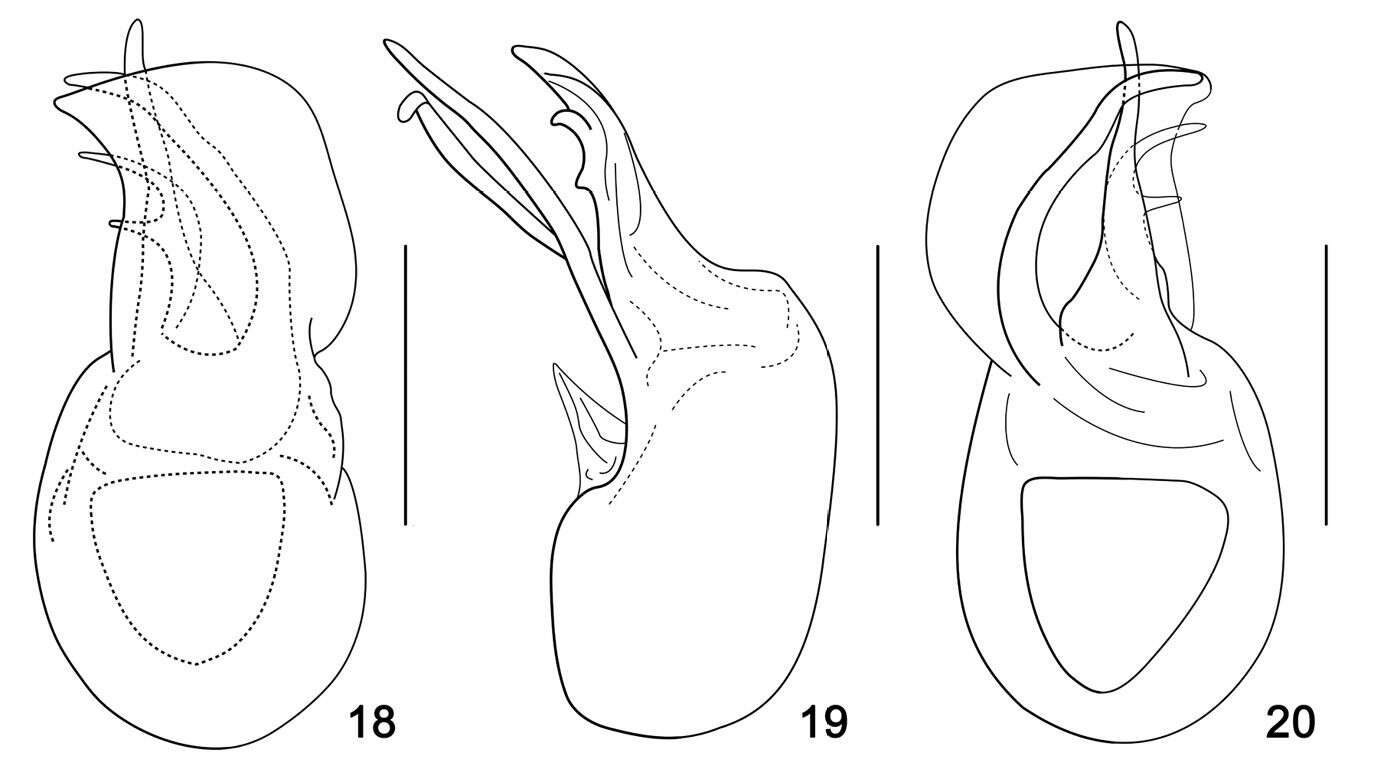 Image of Araneibatrus