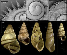 Image of Cyclophoroidea