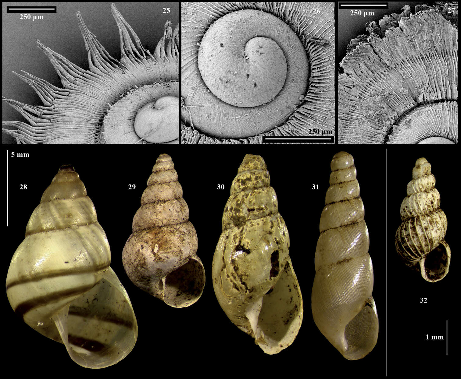 Слика од Cyclophoroidea