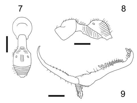 Imagem de Esagonatopus