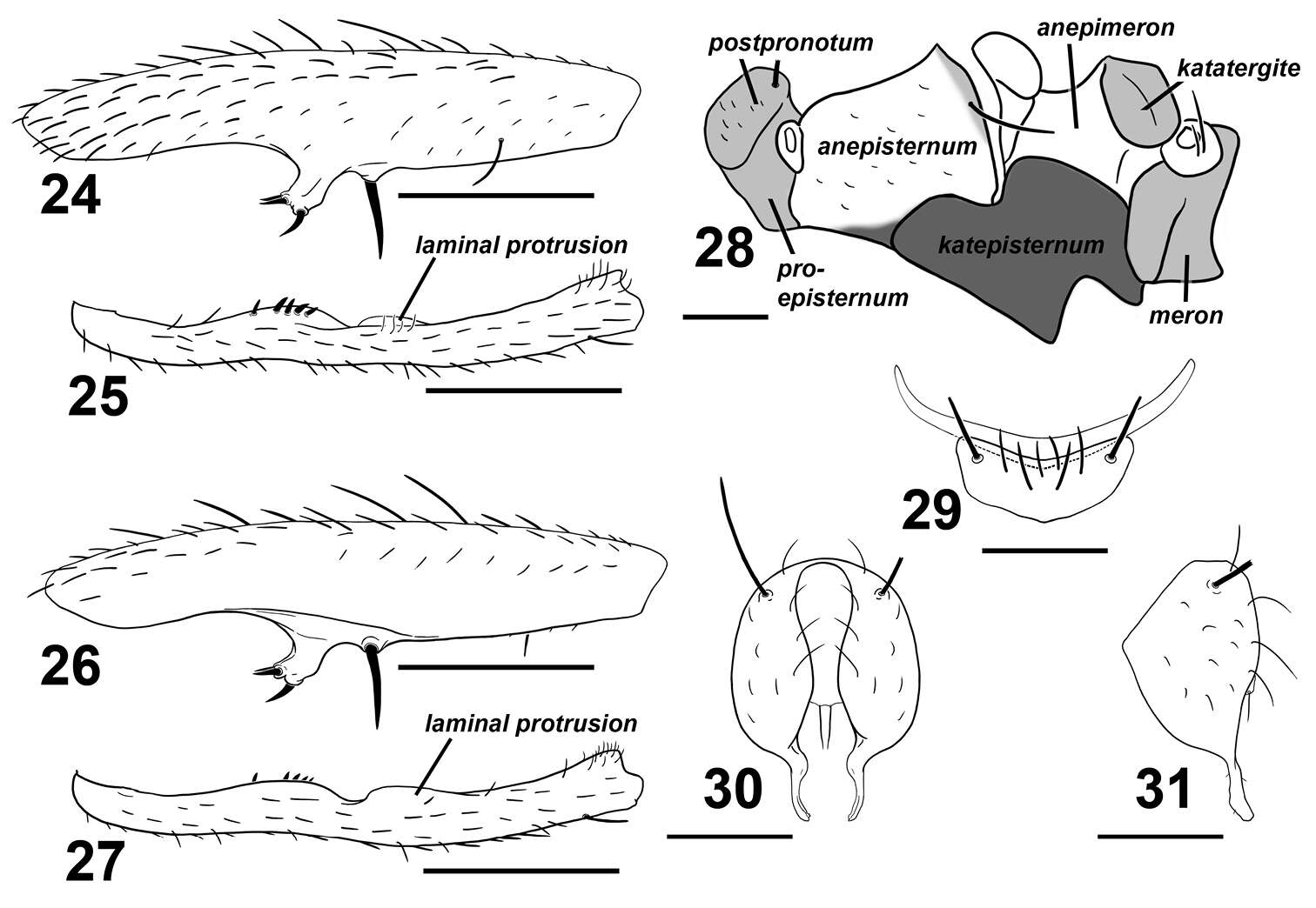 Image of Sciomyzoidea