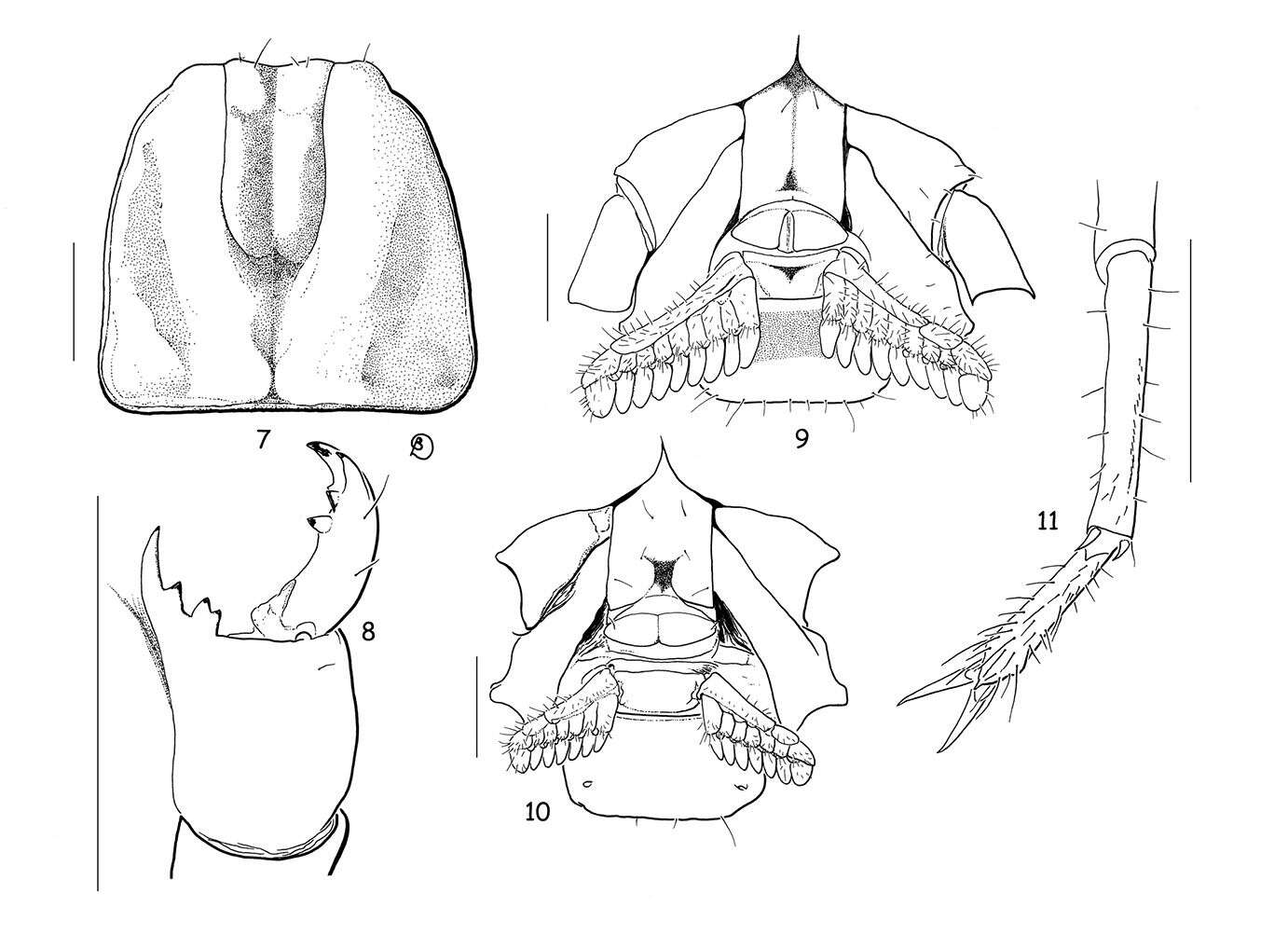 Image of Pseudochactidae