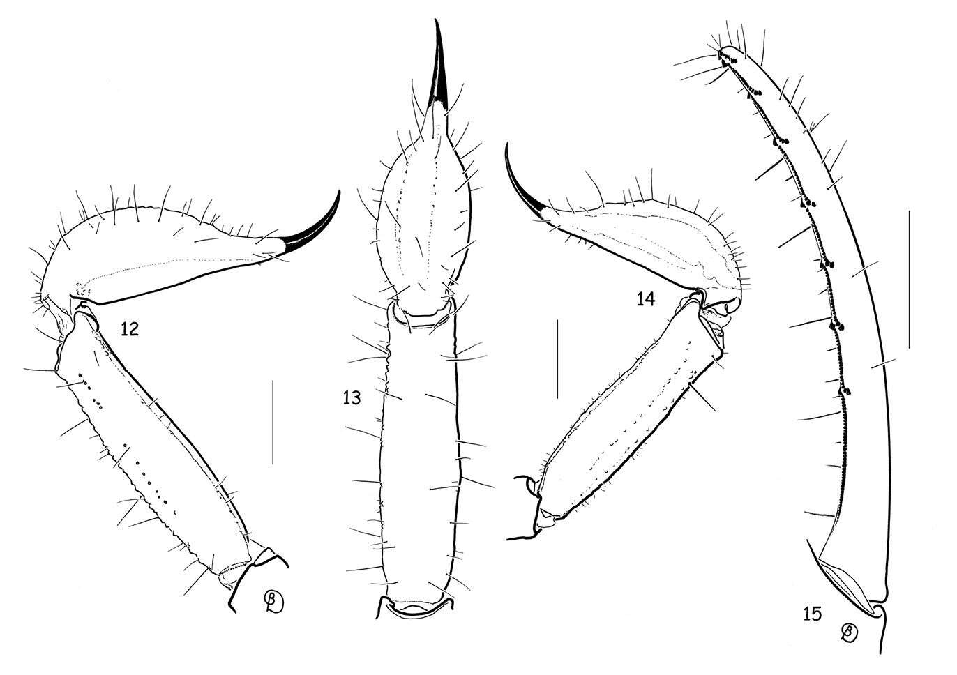 Image of Pseudochactidae