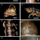 Image of Aponedyopus similis Chen, Golovatch & Chang 2010