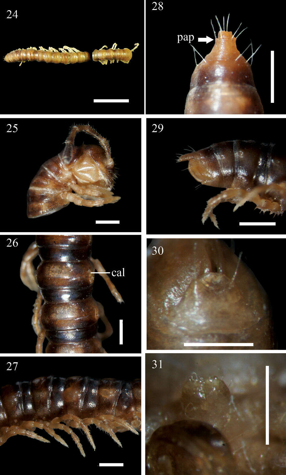 Image of Aponedyopus