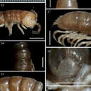 Image de Aponedyopus latilobatus Chen, Golovatch & Chang 2010