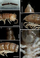 Image of Aponedyopus latilobatus Chen, Golovatch & Chang 2010