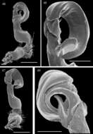 Image of Aponedyopus latilobatus Chen, Golovatch & Chang 2010