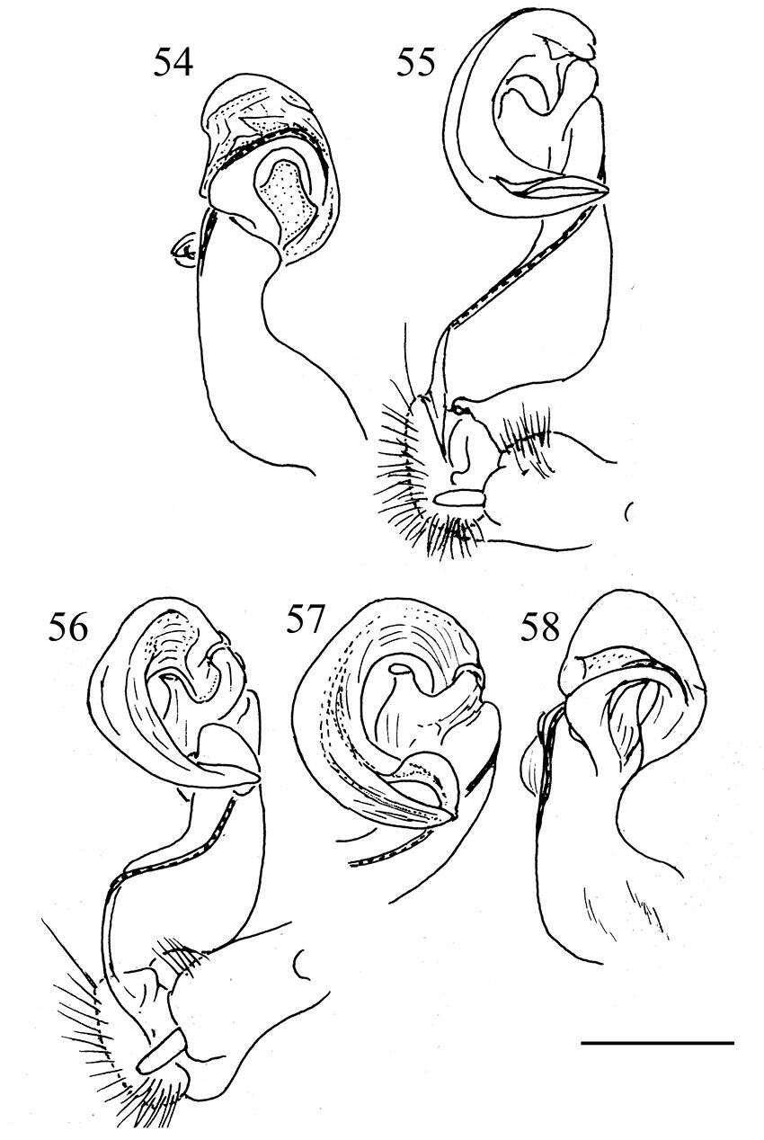 Image of Aponedyopus latilobatus Chen, Golovatch & Chang 2010