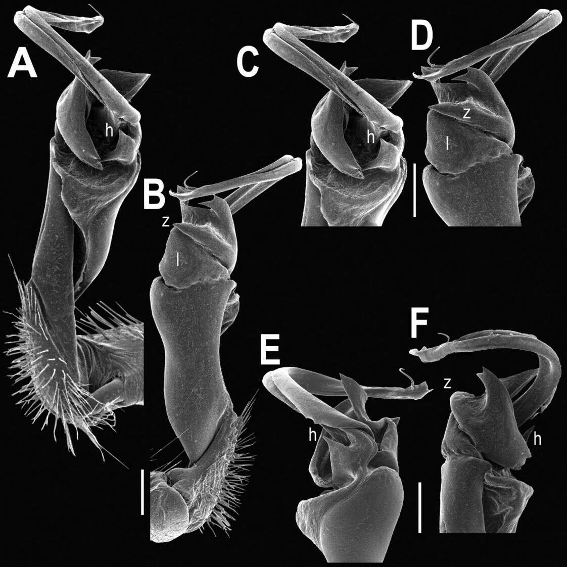 Image of Tylopus veliger Likhitrakarn, Golovatch, Prateepasen & Panha 2010