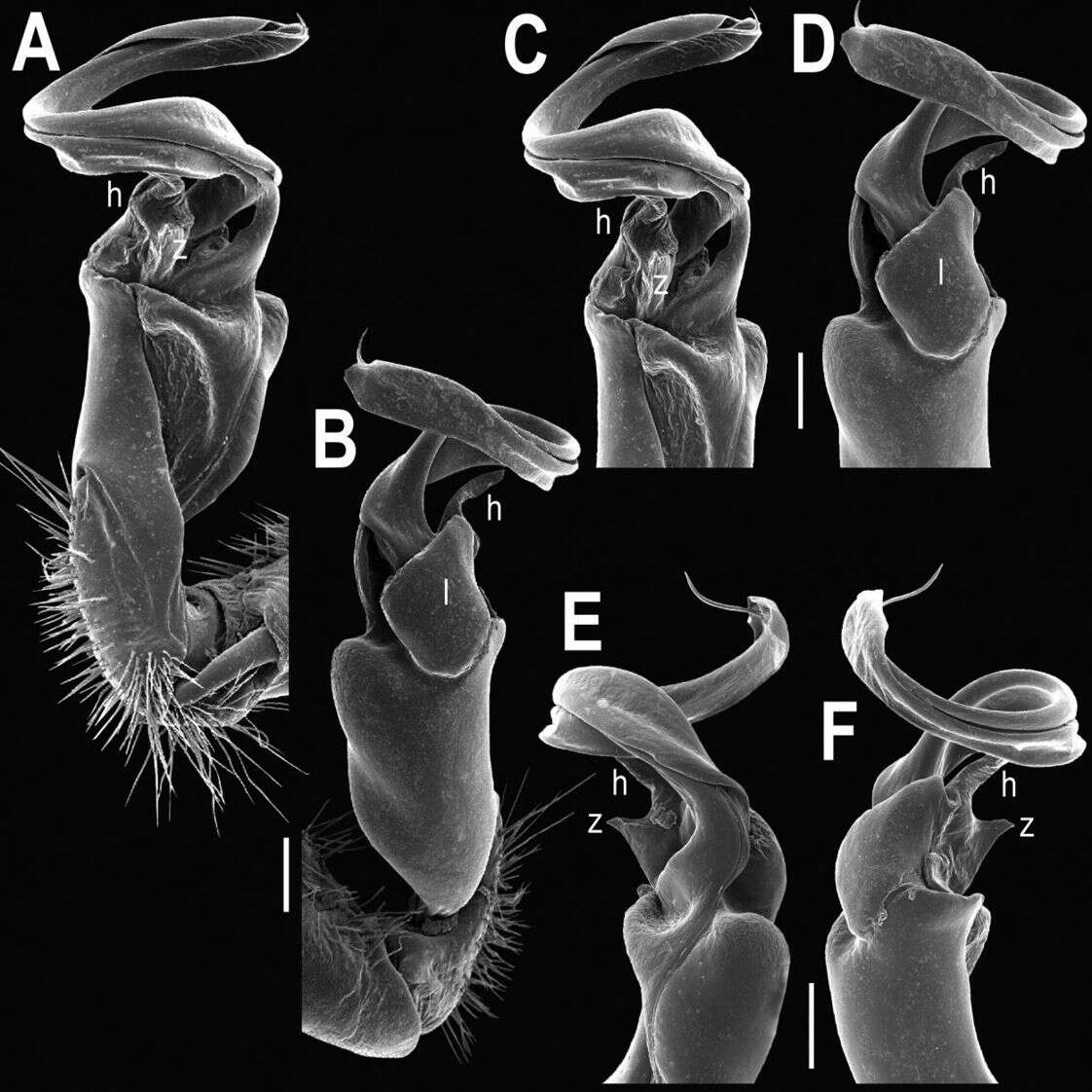 Image of Tylopus parajeekeli Likhitrakarn, Golovatch, Prateepasen & Panha 2010