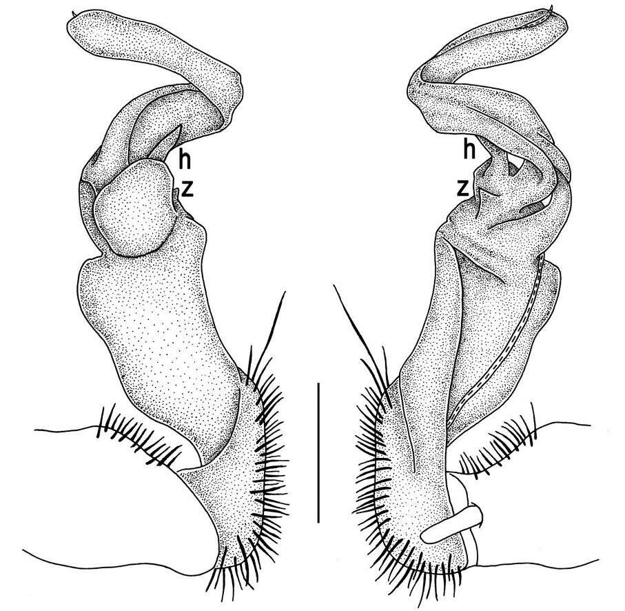 Image of Tylopus parajeekeli Likhitrakarn, Golovatch, Prateepasen & Panha 2010